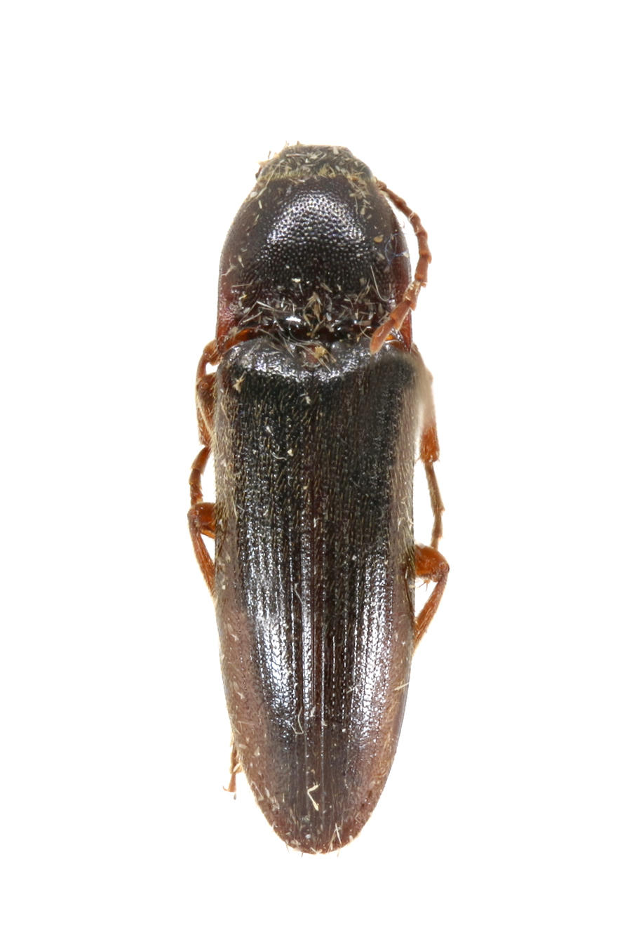 Physorhinus quirsfeldi Santa Cruz Island. Specimen housed in the ICCDRS collection (ICCDRS 5384). Photo: María Sol Herrera, CDF, 2024.